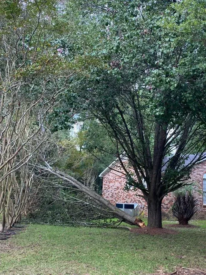 A tree with a broken branch lies on the ground next to a house with brick exterior.