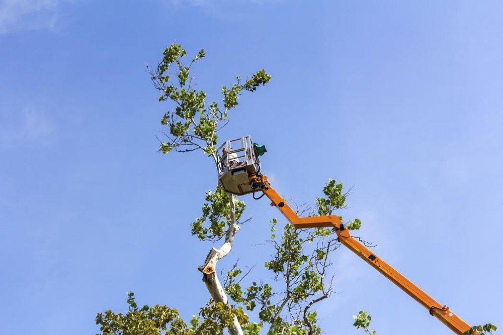 A worker in a bucket truck trimming tree branches against a clear blue sky.