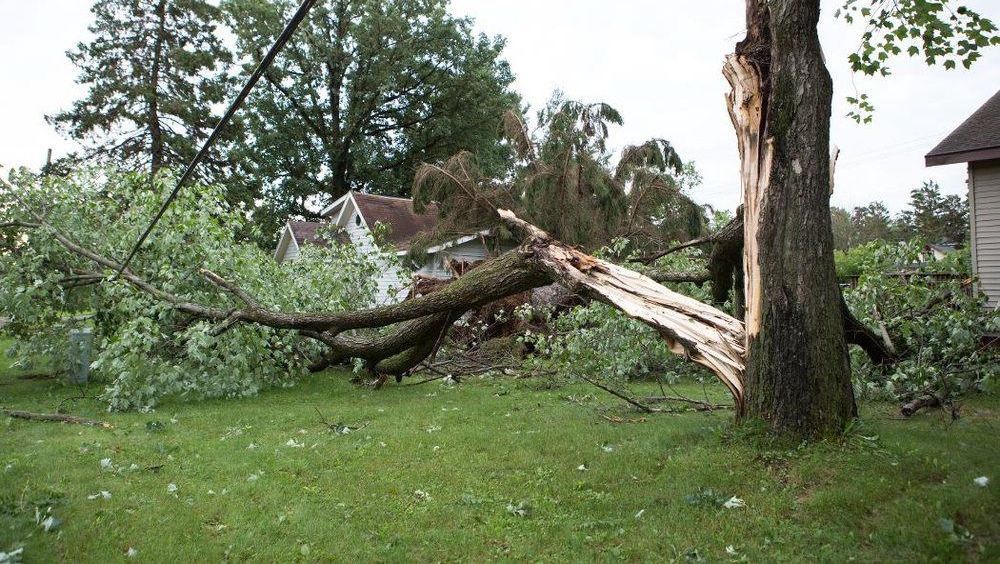 A large tree split in two, fallen branches on green grass, house and power lines in the background.