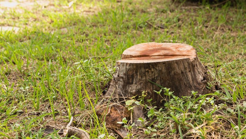 Tree stump in grassy field, cut surface visible, surrounded by green grass and sunlight.