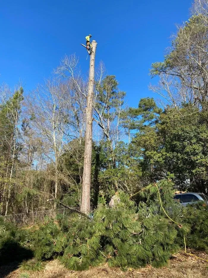 Arborist in a tall tree, cutting branches with a chain saw; surrounded by greenery and blue sky.