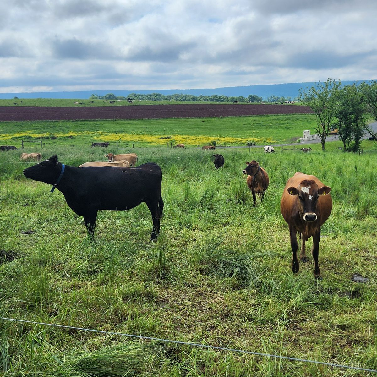 Cows in the field next door