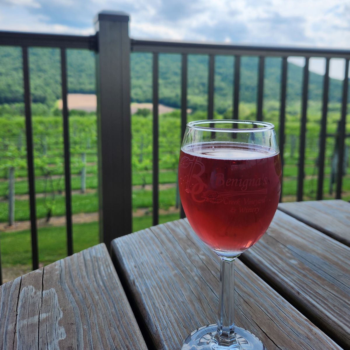 A view of Benigna's Creek Vineyard 