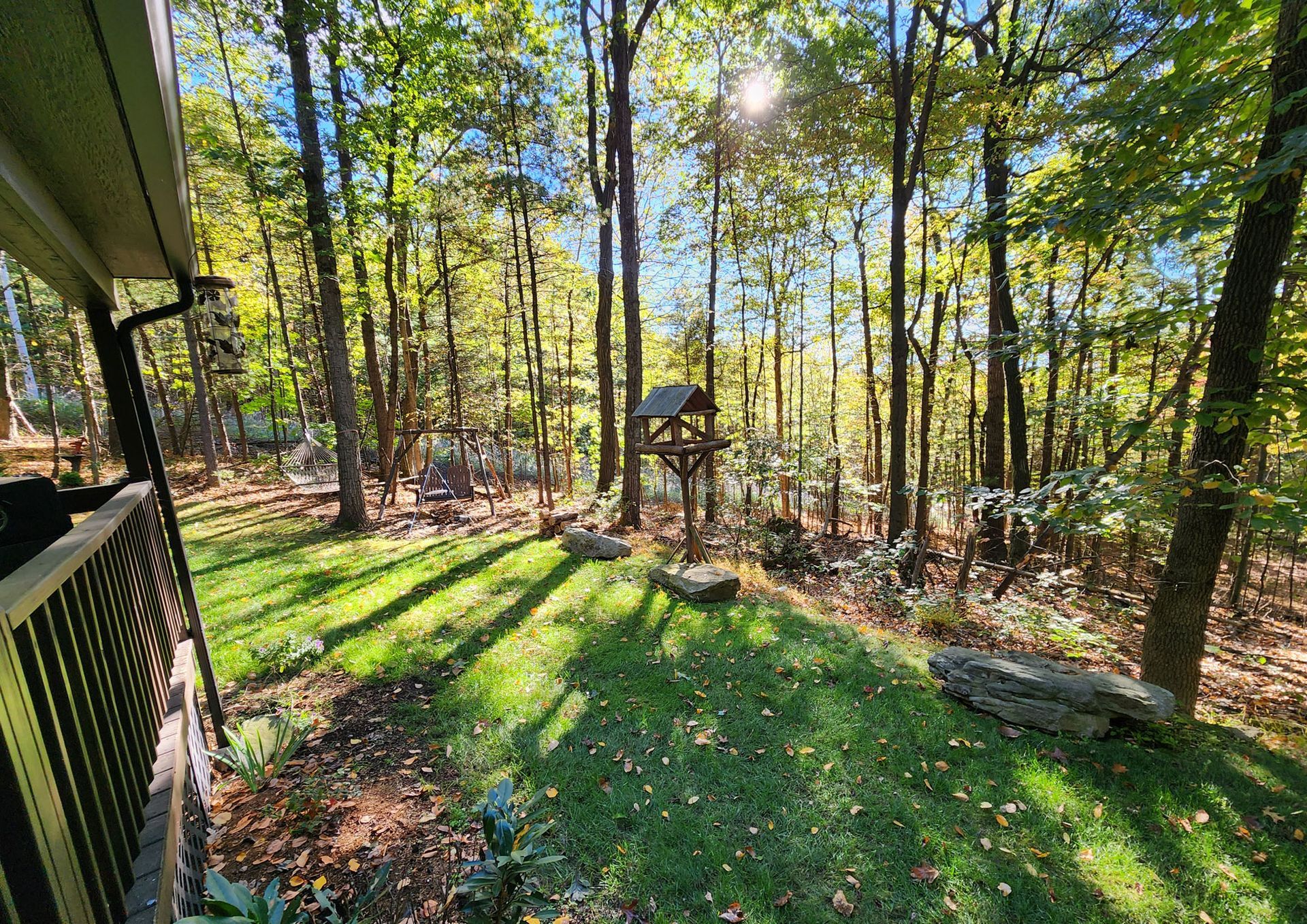 look for wildlife in the backyard