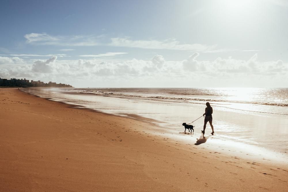 A Man is Walking a Dog on a Leash on the Beach — NLJ Partners P/L In Wyong, NSW