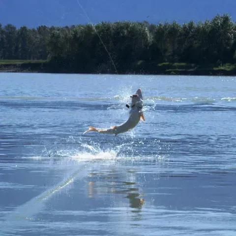 A fish is jumping out of the water while being caught by a fisherman.
