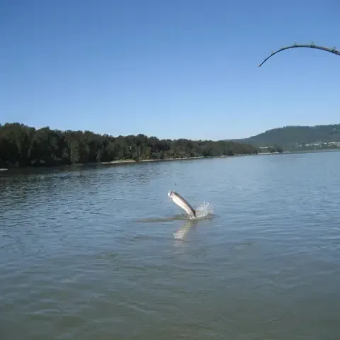 A fish is jumping out of the water.