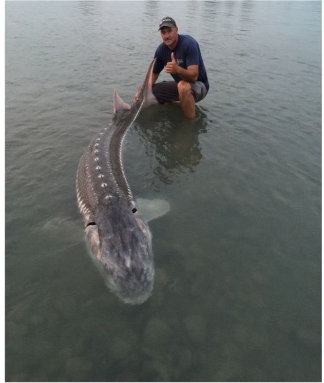 man in river at tail of adult sturgeon