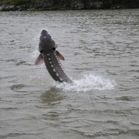A large fish is jumping out of the water.