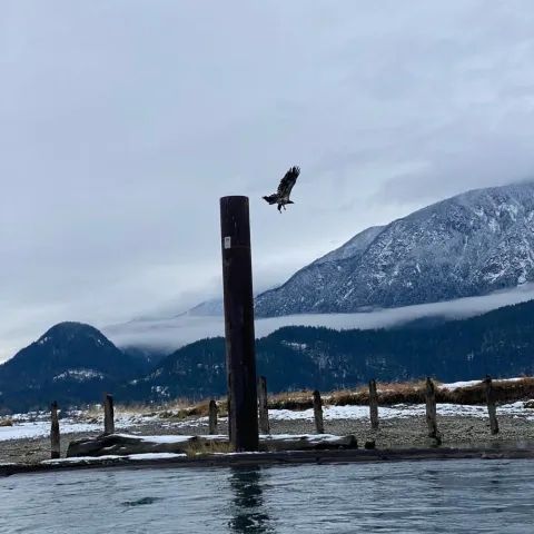 A bird flying over a body of water with mountains in the background