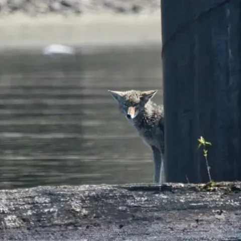 A coyote is standing next to a pole next to a body of water.