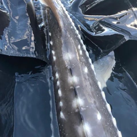 A close up of a fish in the water