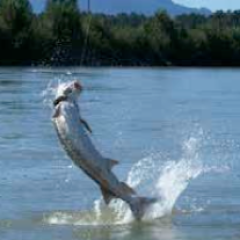 A fish is jumping out of the water.