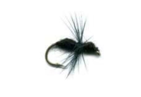 A close up of a black fly on a white background.