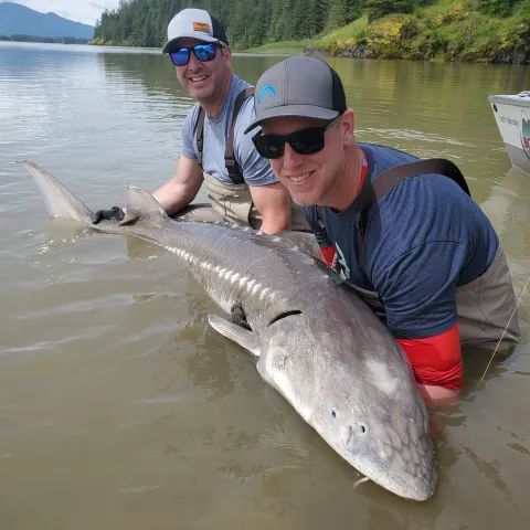 Two men are holding a large fish in the water.