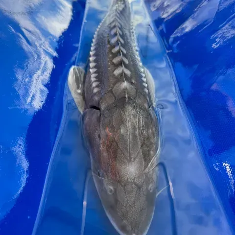 A fish is swimming in a plastic bag in the water.