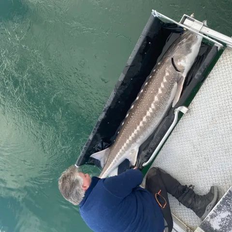 A man is holding a large fish in a boat.