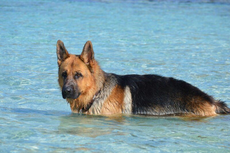 la veterinaria la veterinaria