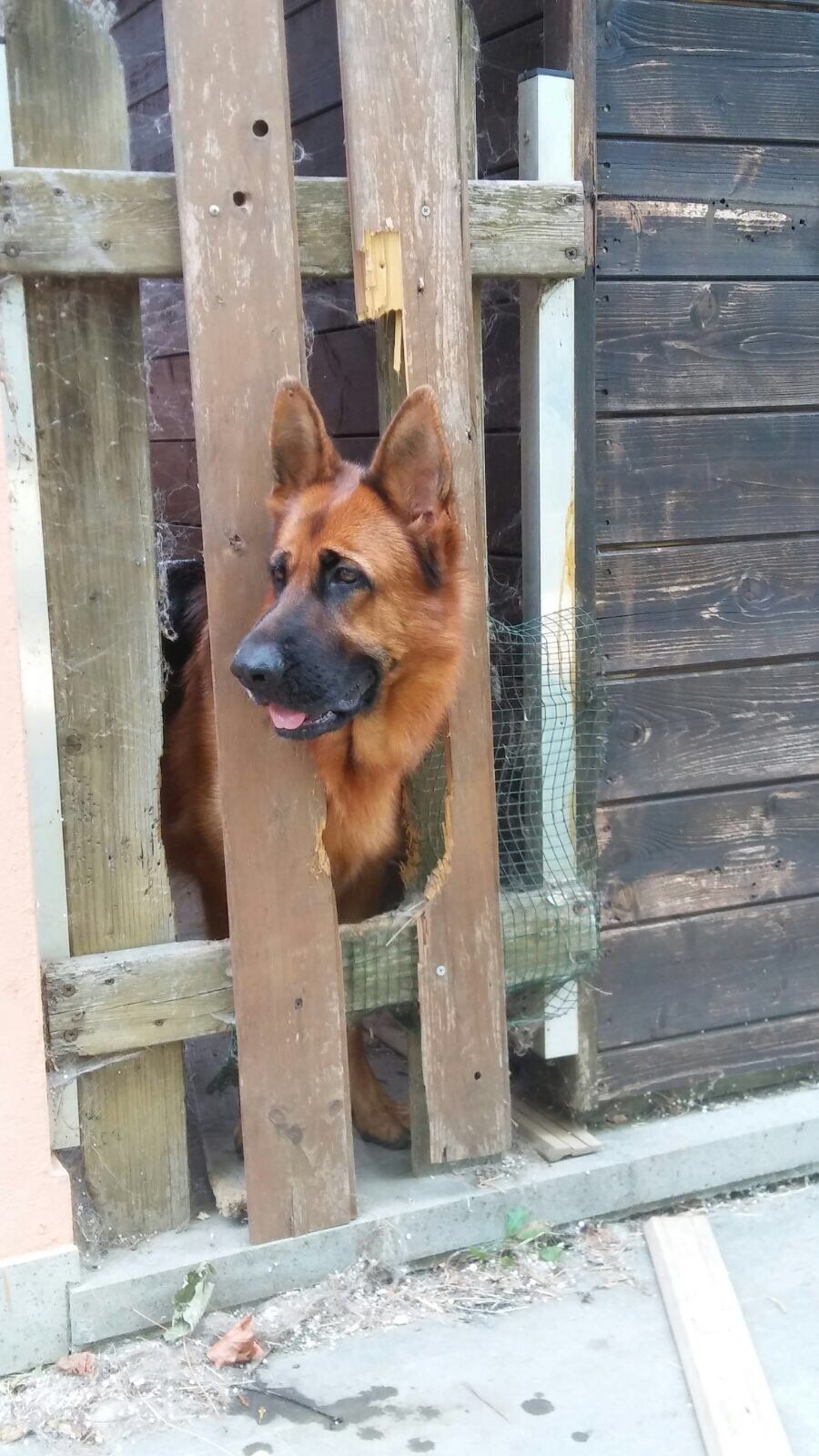 veterinario cadoneghe