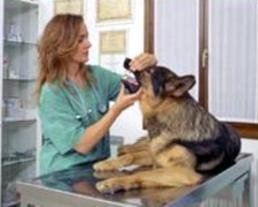 veterinario cadoneghe