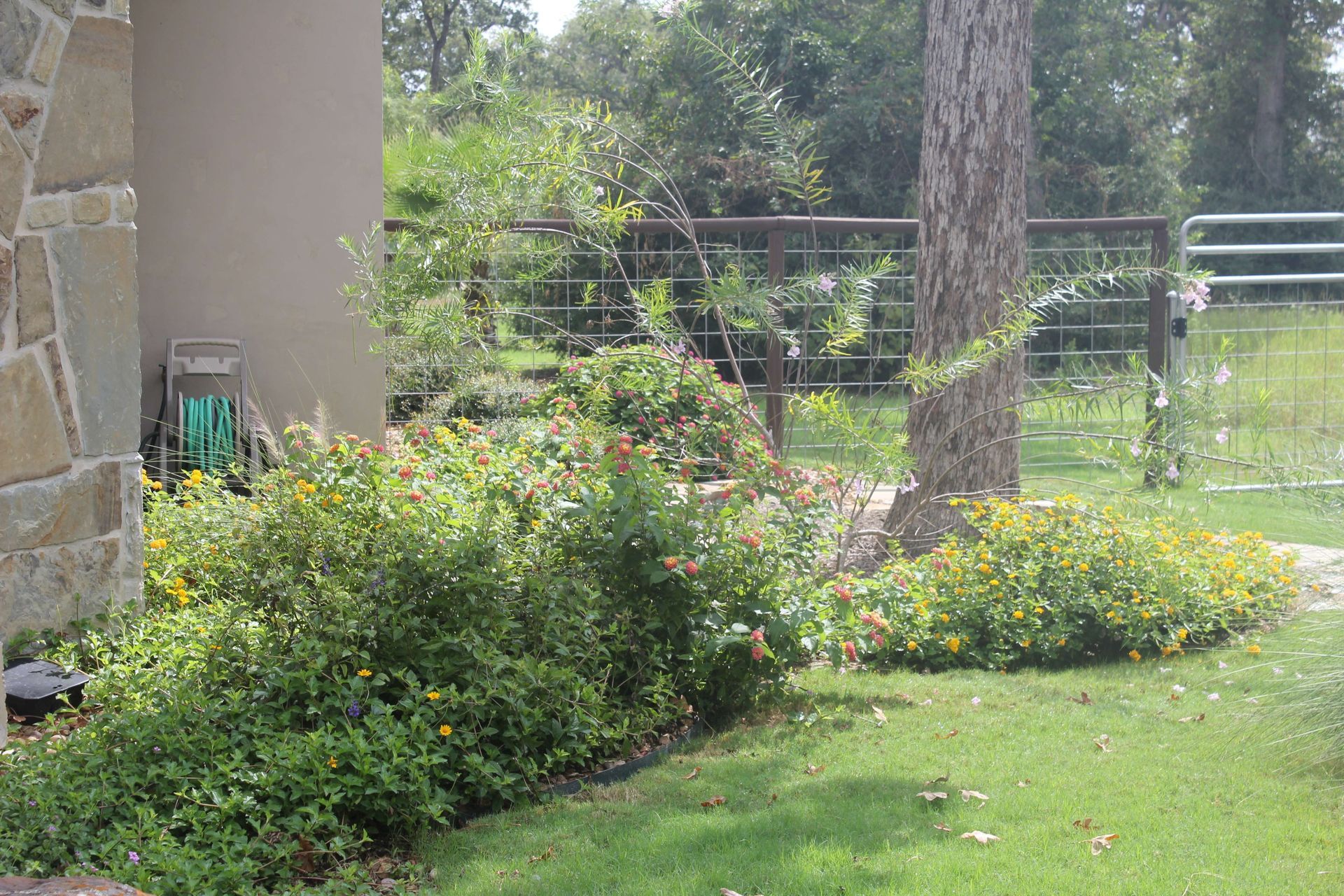 A lush green yard with a stone wall and a tree in the background.