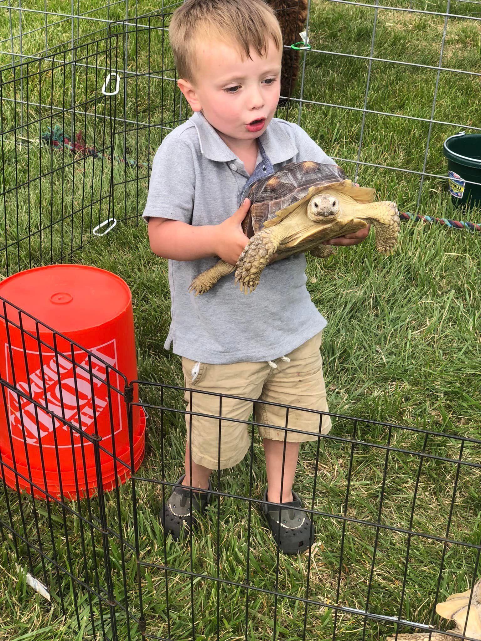 A small boy carries a large tortoise