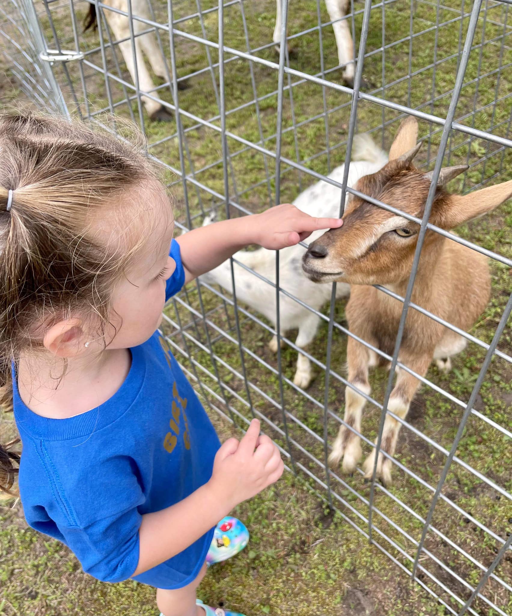 A young girl pets a baby goat through a fence