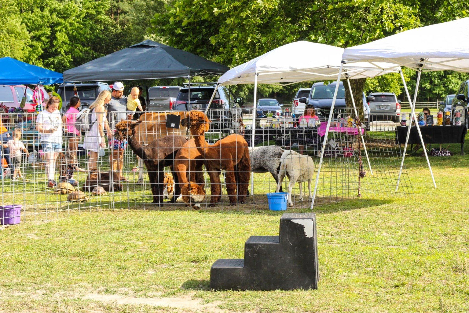 People look at several alpacas and tortoises in cages, being shown at an outdoor event