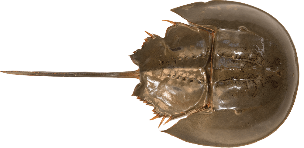 Horseshoe Crab