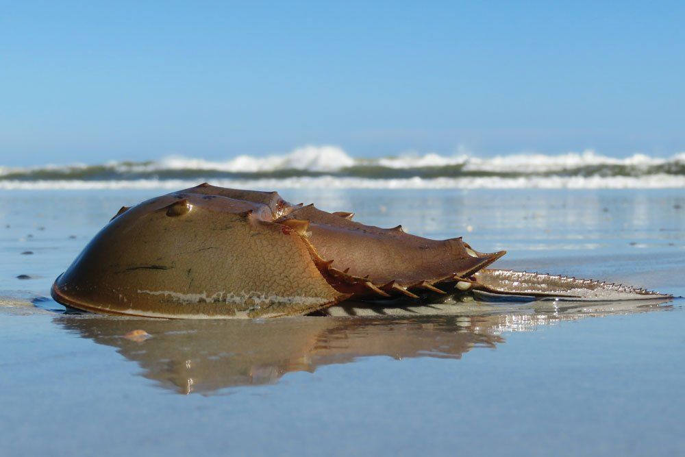 Horseshoe Crab on beach