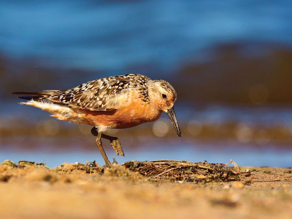 Red Knot bird on beach