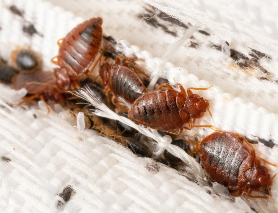Bed Bug Treatment
