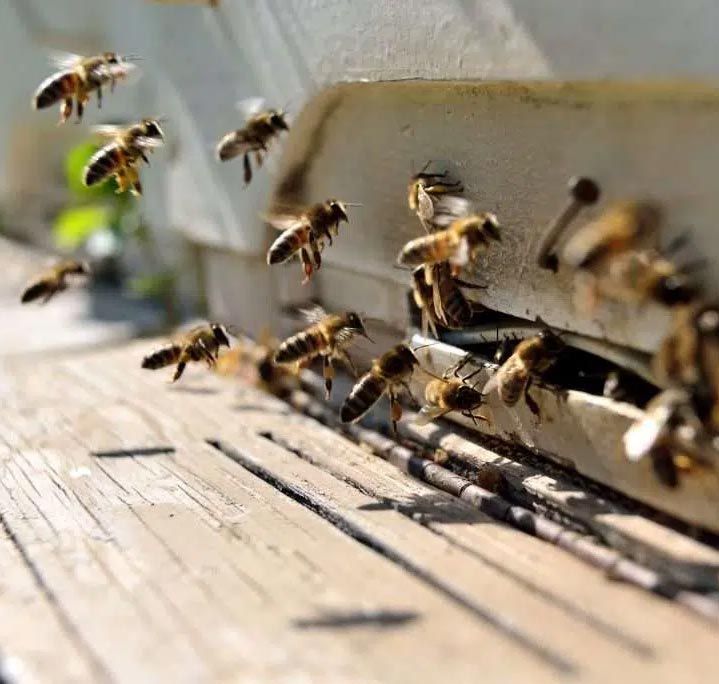 Bee Exterminator