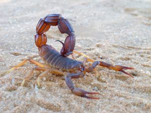 What You Need To Know About Scorpions And Their Sting
