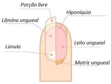 Anatomia das Unhas