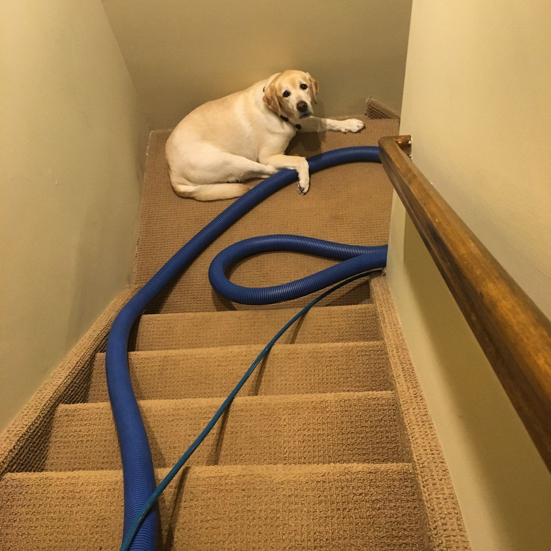 A dog is laying on the stairs next to a blue hose