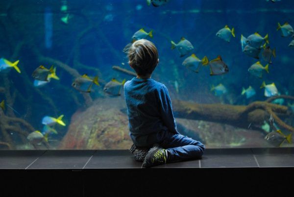 A young boy is sitting in front of an aquarium looking at fish.