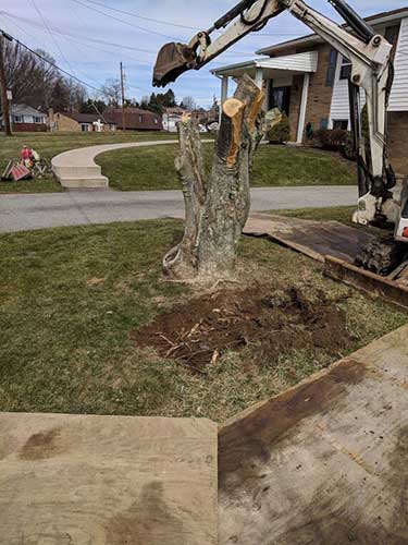 Tree Stump — Tree Removal in Cheswick, PA