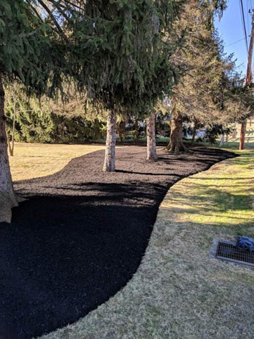 DIY Yard Projects — Row of Trees in a Black Soil in Cheswick, PA