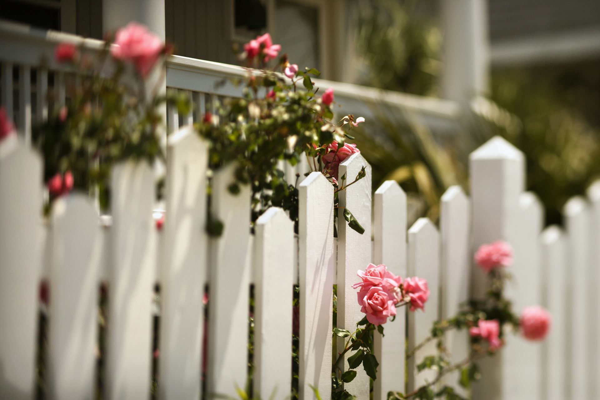 Close up shot on white fence and roses
