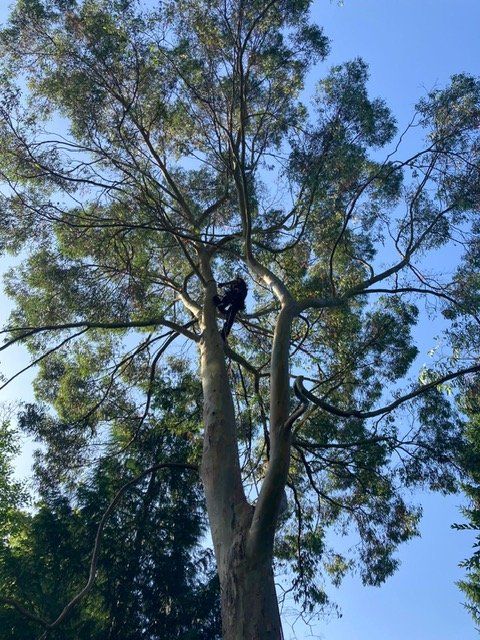 A man is climbing up the side of a tree.