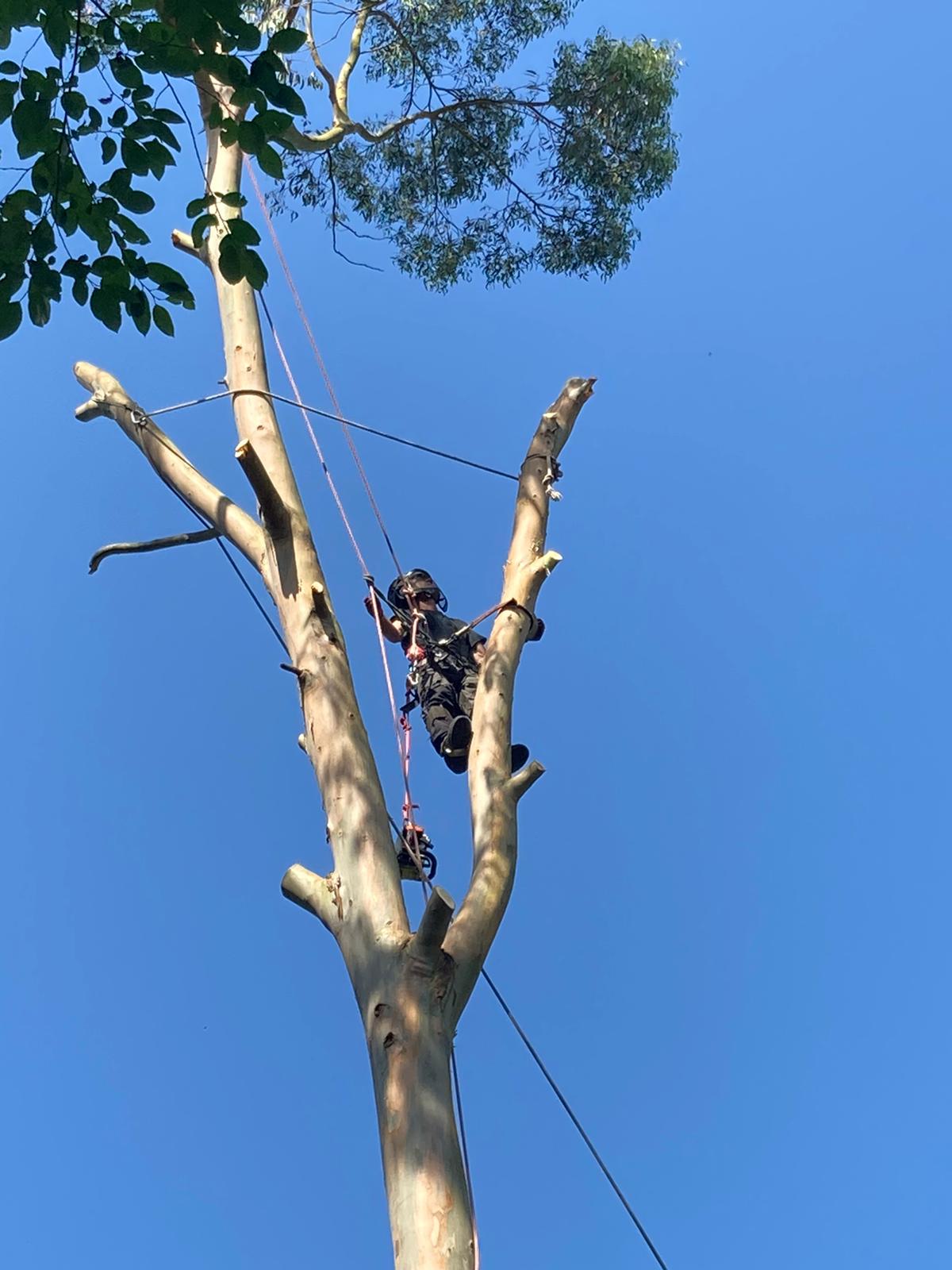 A man is climbing up the side of a tree.