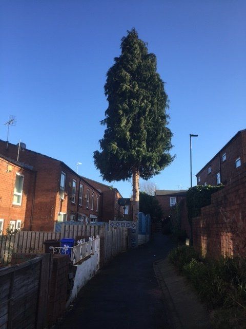 A large tree is in the middle of a residential area