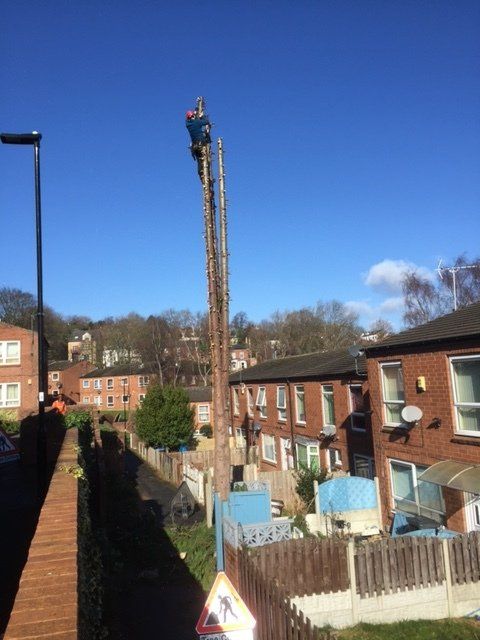 A man is climbing a tree in a residential area