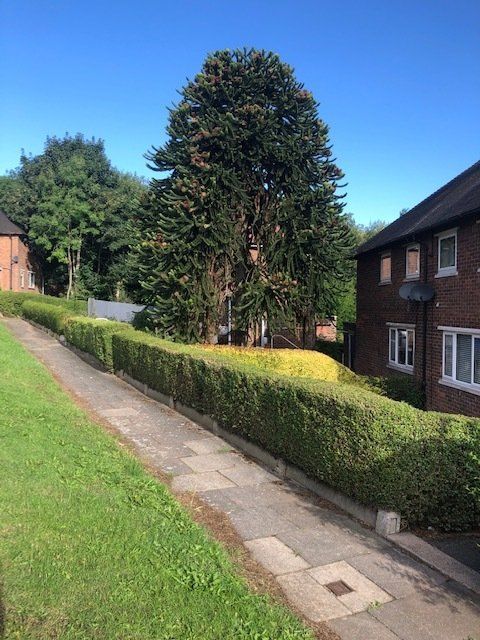 A sidewalk leading to a house with a tree in the background