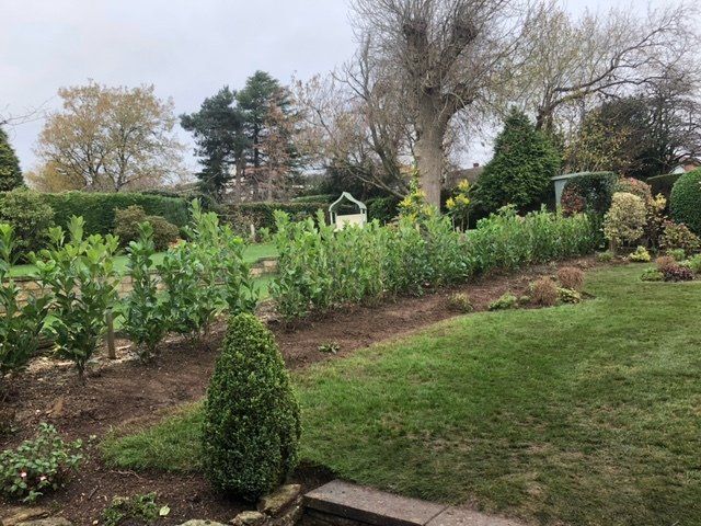 A garden filled with lots of trees and bushes on a cloudy day.