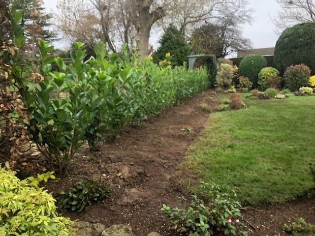 A lush green garden with a row of bushes and trees.