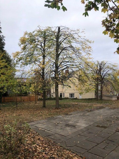 A row of trees in a park with a house in the background