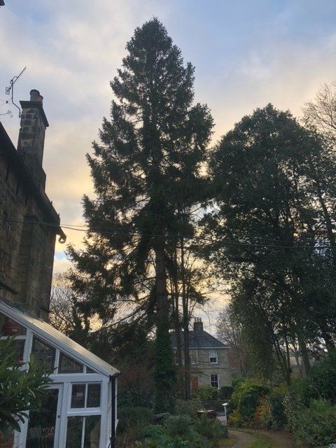 A house with a large tree in front of it