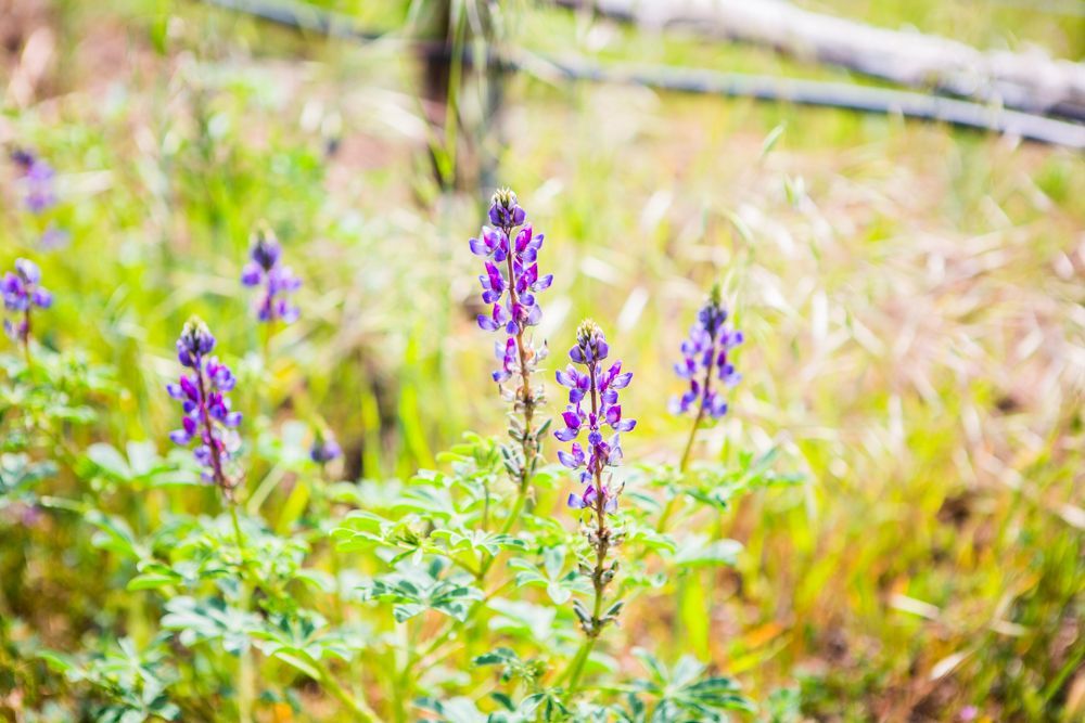 Sustainable farming using cover crops for soil health and pest management in the vineyard. 